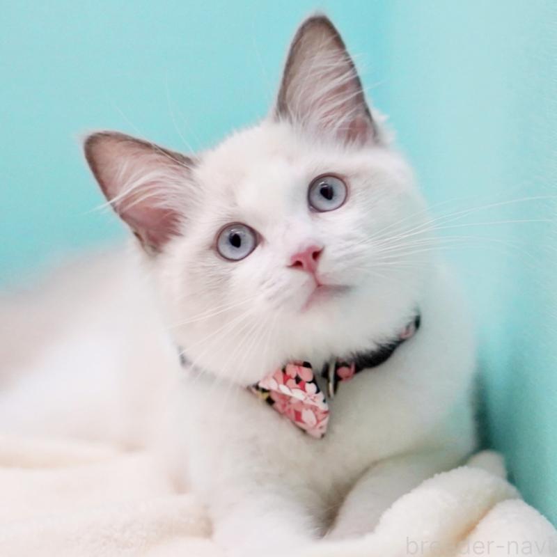 販売中の東京都のラグドール-130370の8枚目