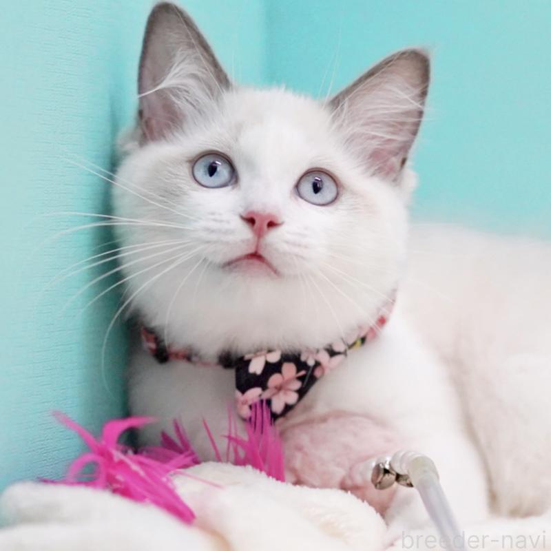 販売中の東京都のラグドール-130370の6枚目