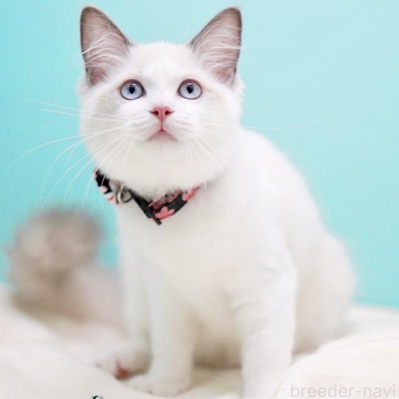 販売中の東京都のラグドール-130370の3枚目