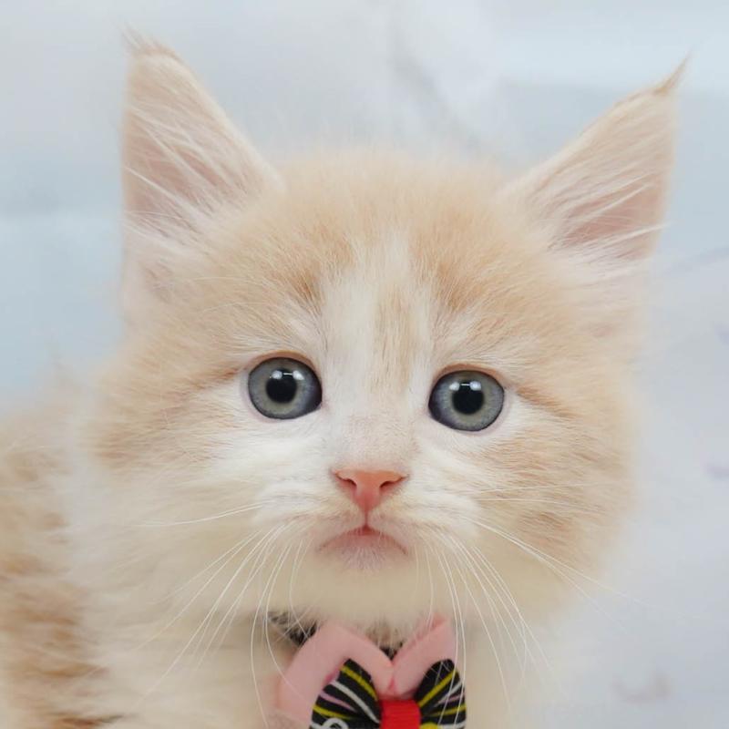 販売中の神奈川県のノルウェージャンフォレストキャット-135497