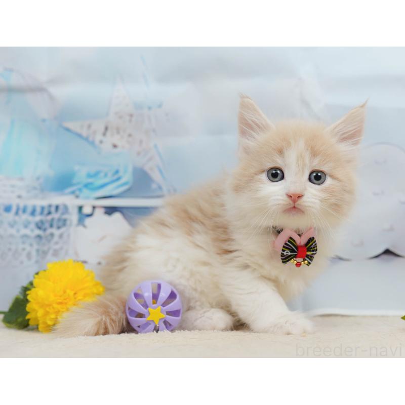 販売中の神奈川県のノルウェージャンフォレストキャット-135497の15枚目