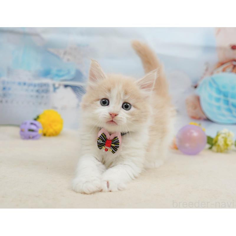 販売中の神奈川県のノルウェージャンフォレストキャット-135497の14枚目