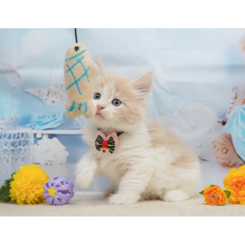 販売中の神奈川県のノルウェージャンフォレストキャット-135497の13枚目