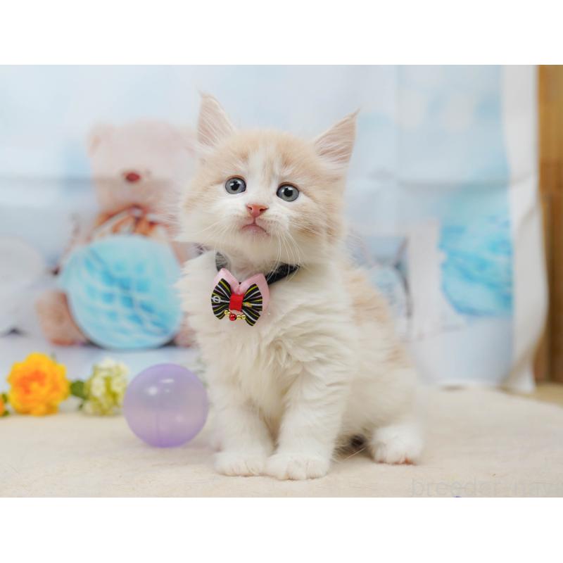 販売中の神奈川県のノルウェージャンフォレストキャット-135497の12枚目