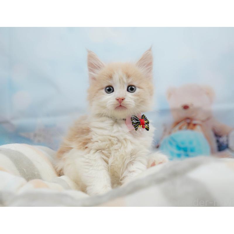 販売中の神奈川県のノルウェージャンフォレストキャット-135497の11枚目