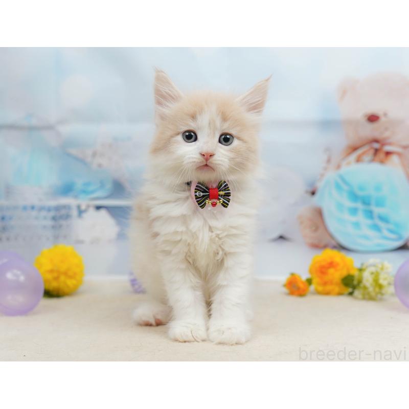 販売中の神奈川県のノルウェージャンフォレストキャット-135497の10枚目