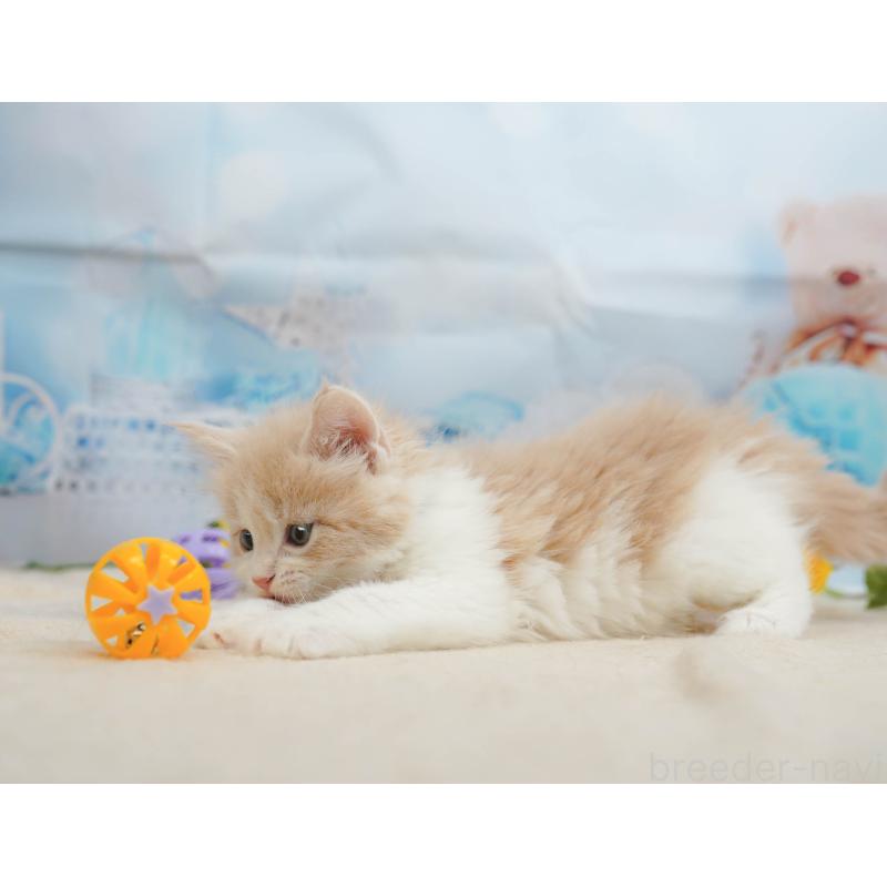 販売中の神奈川県のノルウェージャンフォレストキャット-135497の9枚目