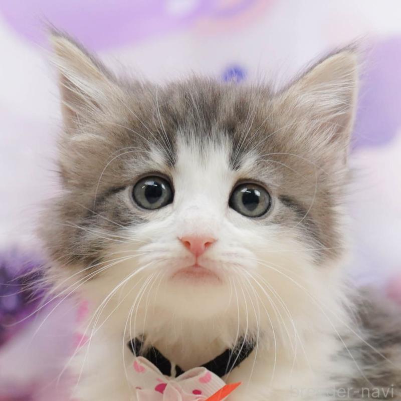 販売中の神奈川県のノルウェージャンフォレストキャット-135498