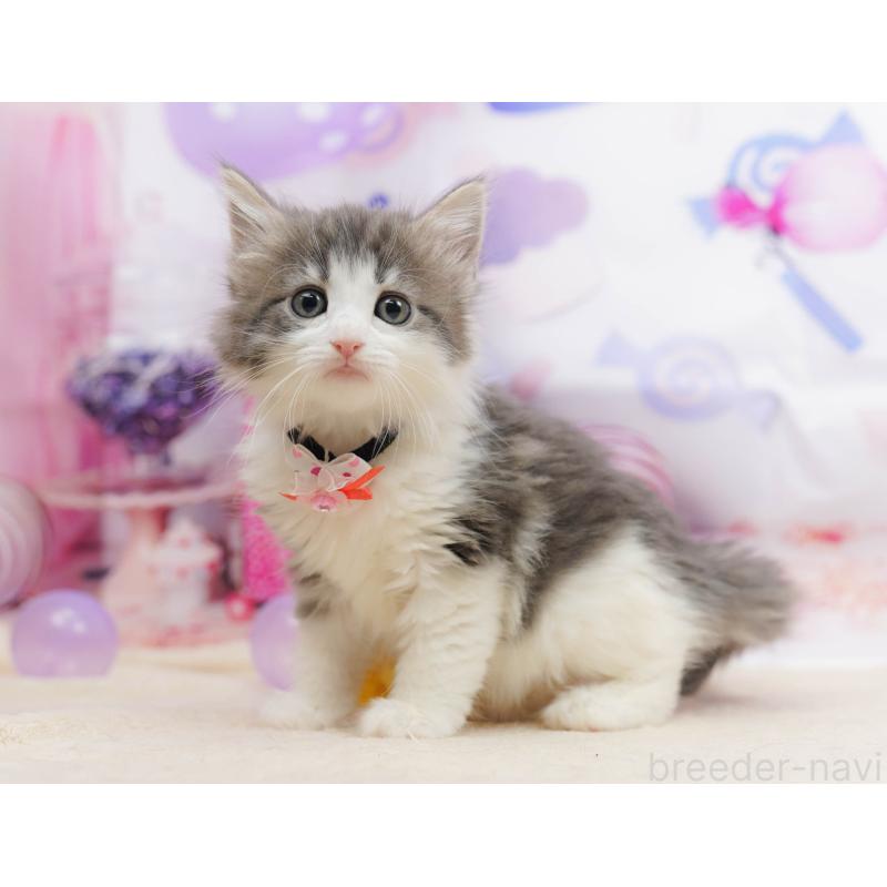 販売中の神奈川県のノルウェージャンフォレストキャット-135498の16枚目