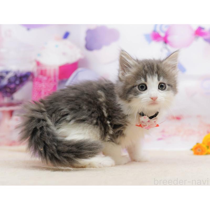 販売中の神奈川県のノルウェージャンフォレストキャット-135498の15枚目