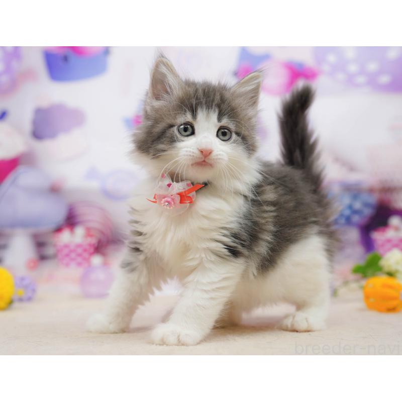 販売中の神奈川県のノルウェージャンフォレストキャット-135498の14枚目