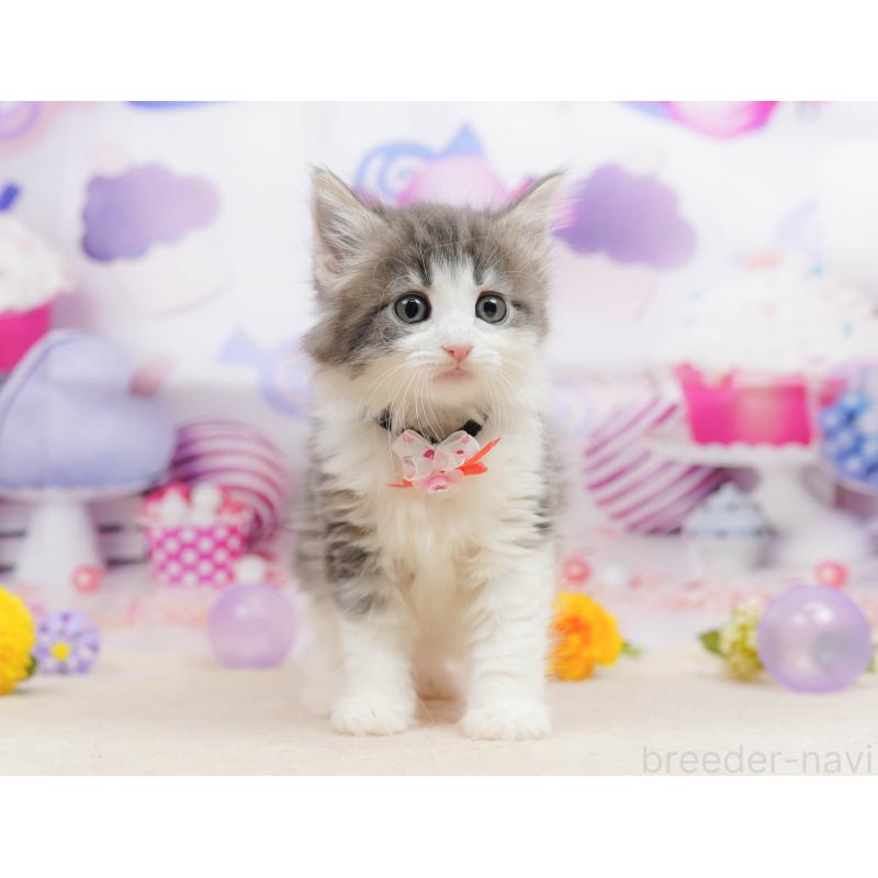 販売中の神奈川県のノルウェージャンフォレストキャット-135498の13枚目