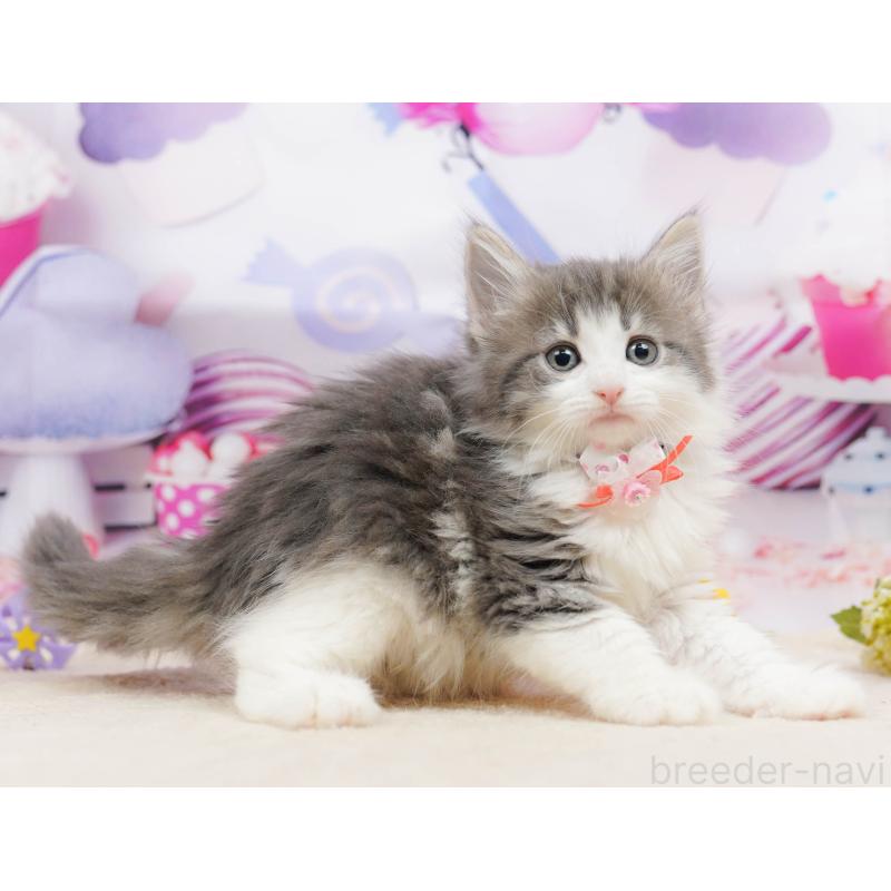 販売中の神奈川県のノルウェージャンフォレストキャット-135498の11枚目