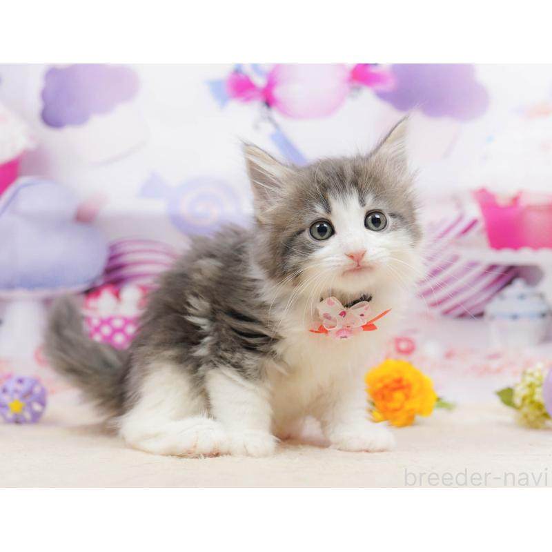 販売中の神奈川県のノルウェージャンフォレストキャット-135498の10枚目