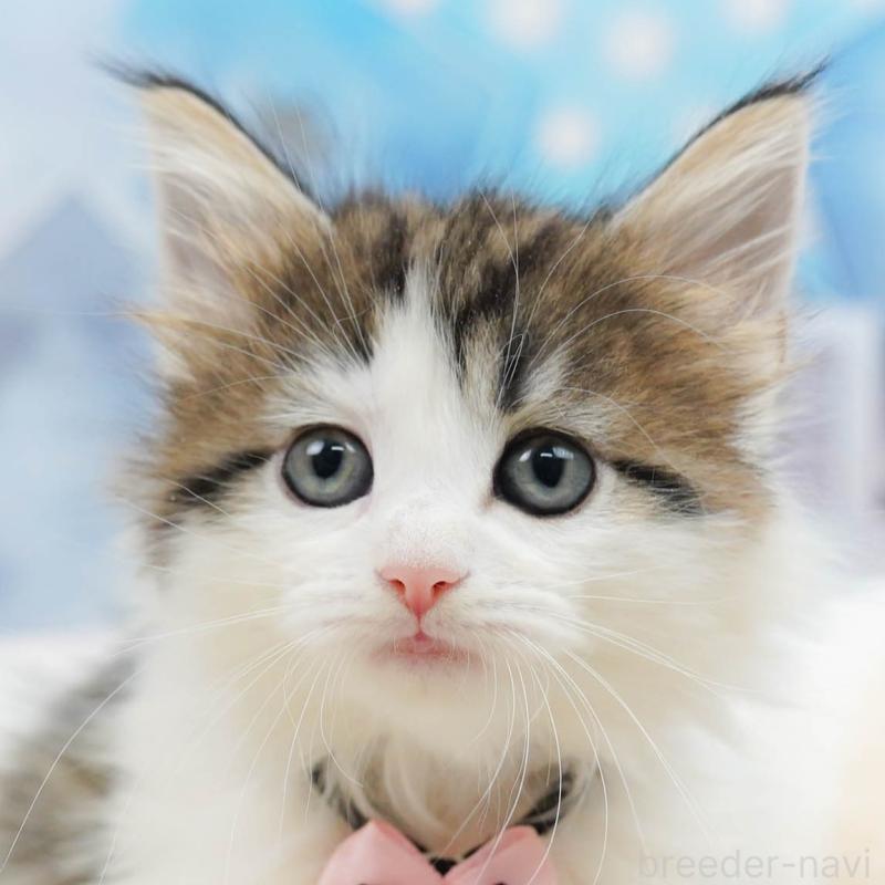 販売中の神奈川県のノルウェージャンフォレストキャット-135502の1枚目