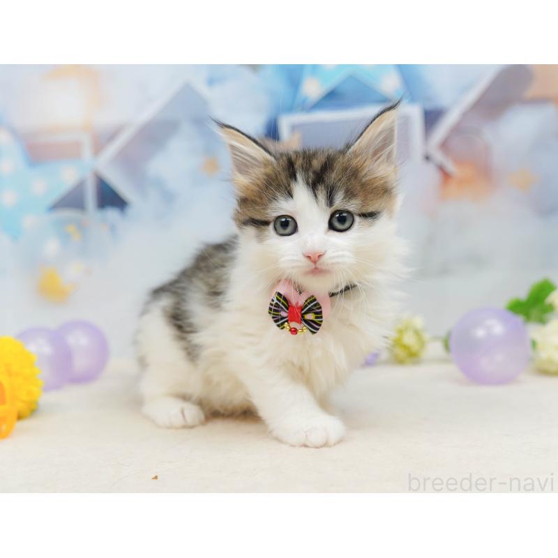 販売中の神奈川県のノルウェージャンフォレストキャット-135502の18枚目