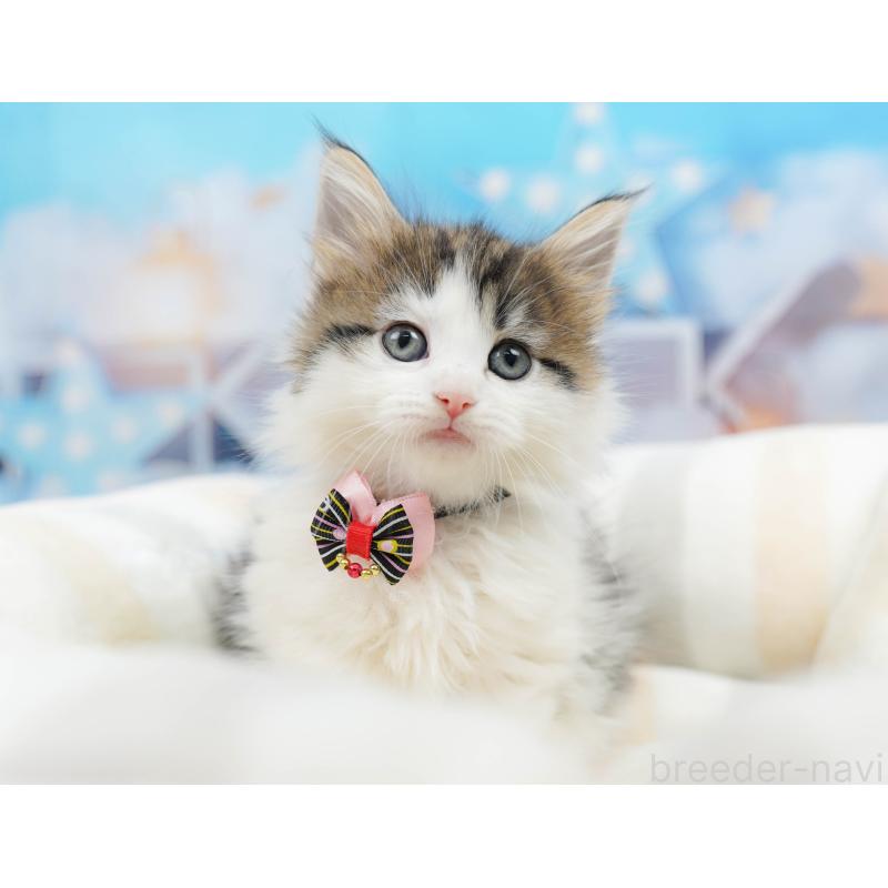 販売中の神奈川県のノルウェージャンフォレストキャット-135502の17枚目