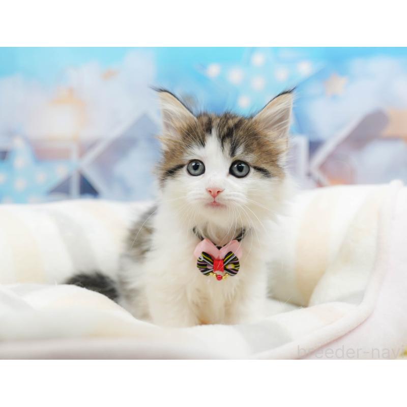 販売中の神奈川県のノルウェージャンフォレストキャット-135502の16枚目