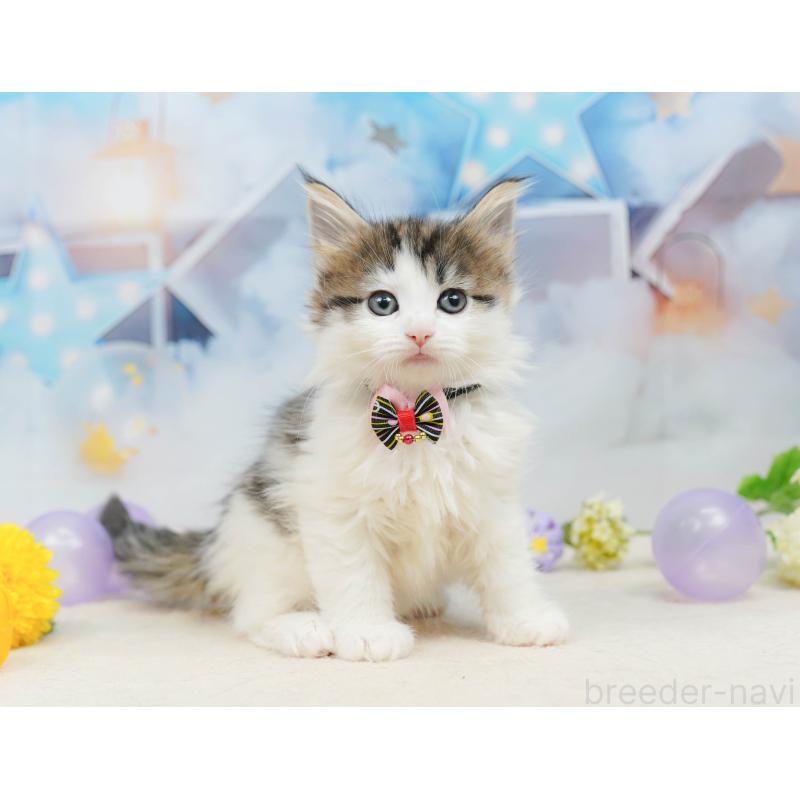 販売中の神奈川県のノルウェージャンフォレストキャット-135502の15枚目