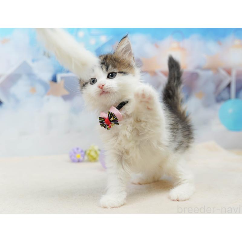 販売中の神奈川県のノルウェージャンフォレストキャット-135502の14枚目