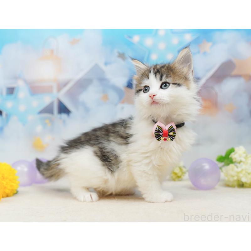 販売中の神奈川県のノルウェージャンフォレストキャット-135502の13枚目