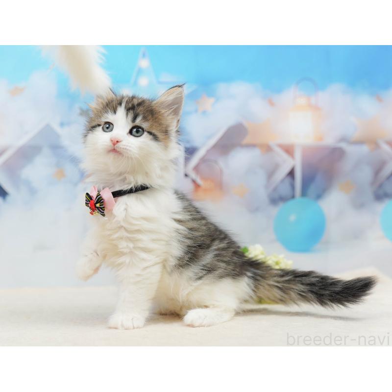 販売中の神奈川県のノルウェージャンフォレストキャット-135502の11枚目