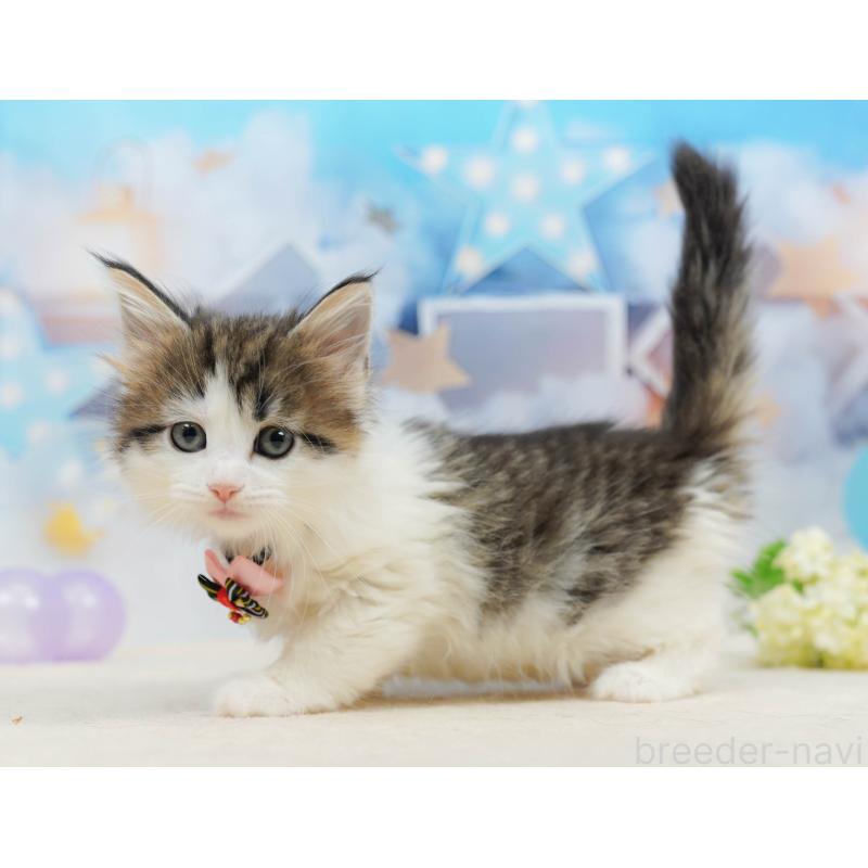 販売中の神奈川県のノルウェージャンフォレストキャット-135502の10枚目