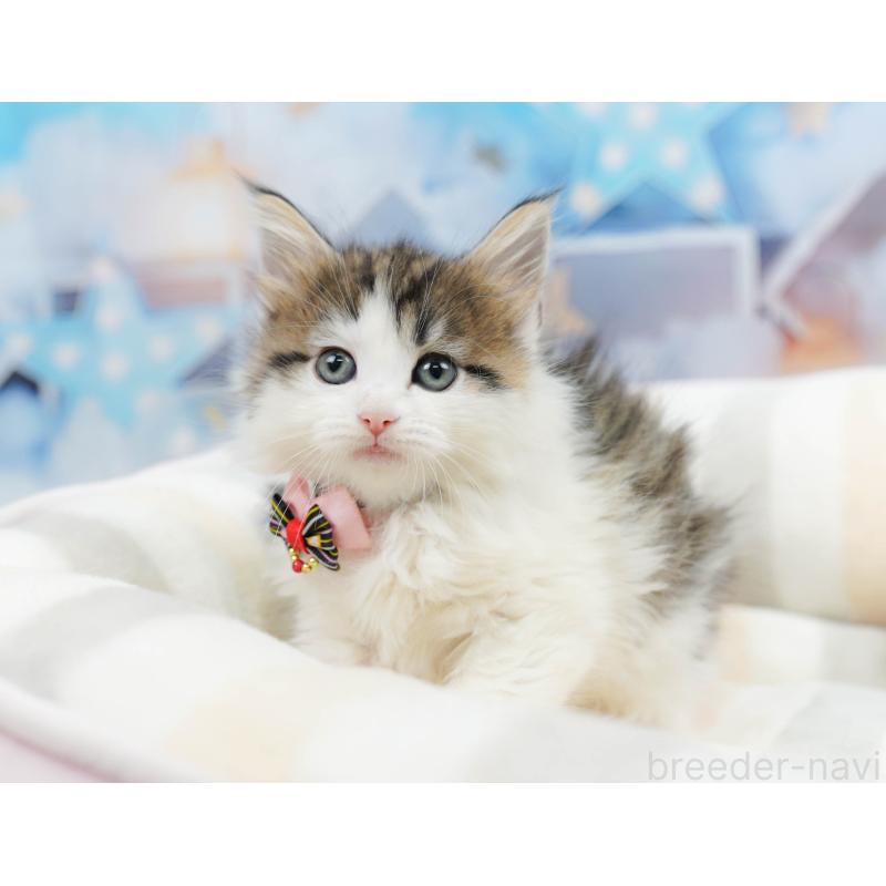 販売中の神奈川県のノルウェージャンフォレストキャット-135502の9枚目