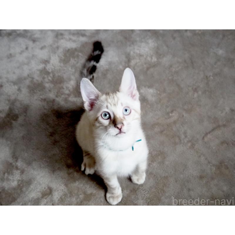 販売中の神奈川県のベンガル-133447の18枚目