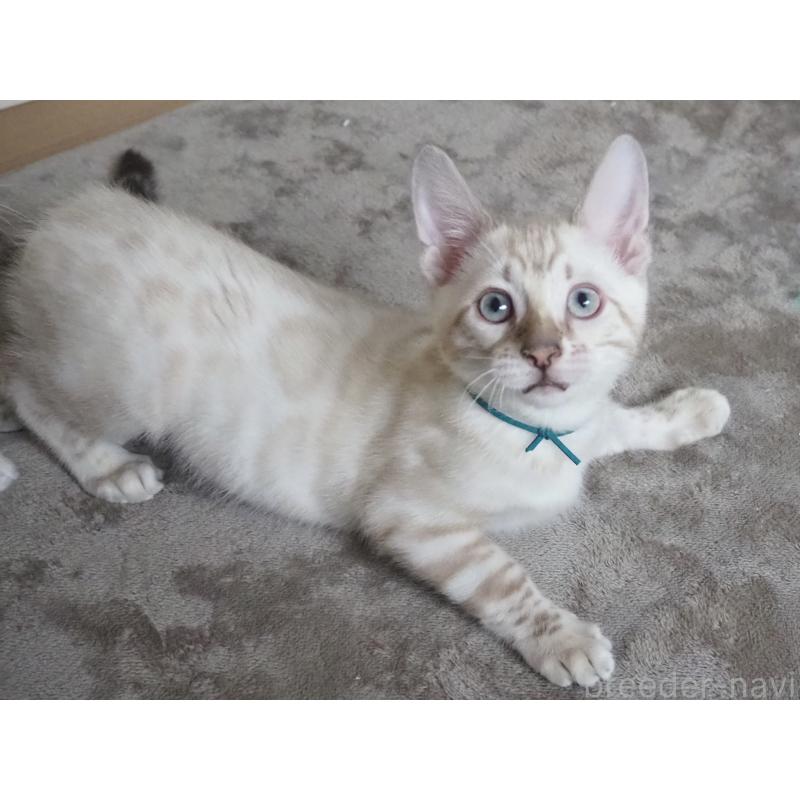 販売中の神奈川県のベンガル-133447の16枚目