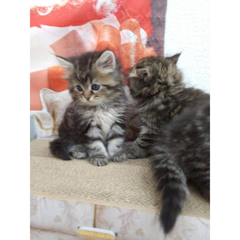 成約済の埼玉県のサイベリアン-132772の3枚目