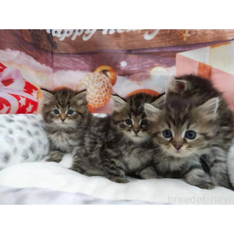 販売中の埼玉県のサイベリアン-133021の2枚目