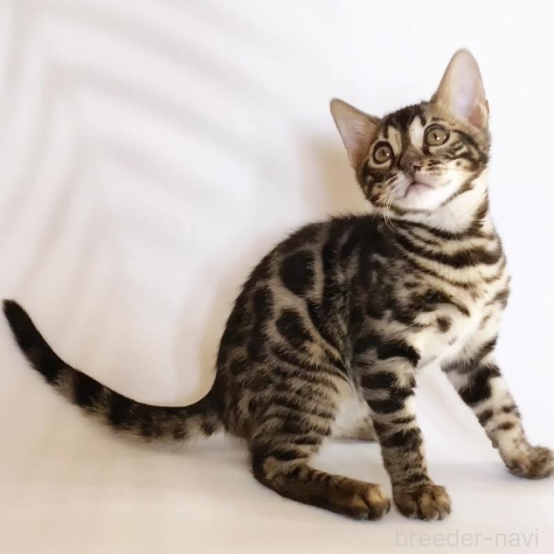 販売中の神奈川県のベンガル-133448