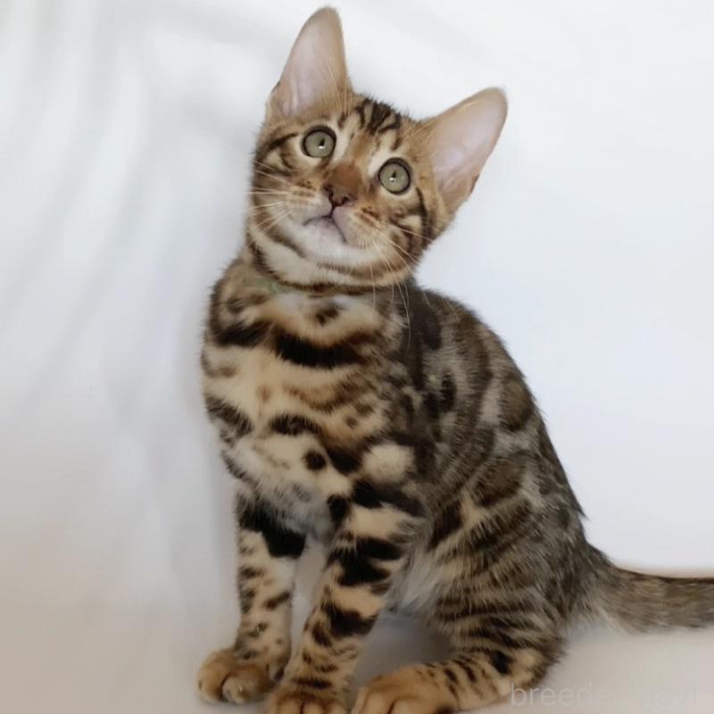 販売中の神奈川県のベンガル-133444