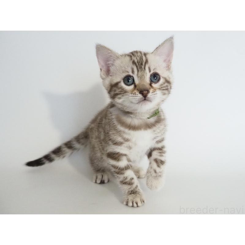 販売中の神奈川県のベンガル-135503の7枚目