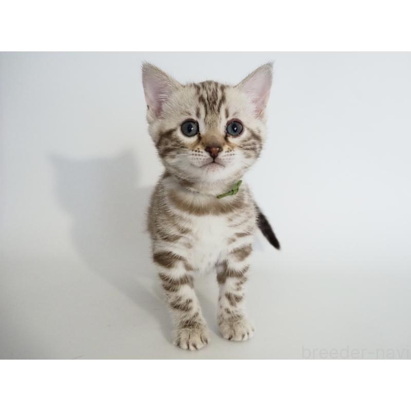 販売中の神奈川県のベンガル-135503の6枚目