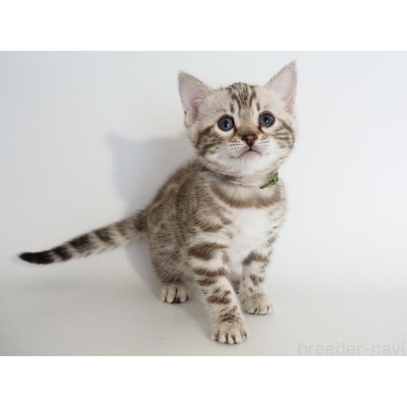 販売中の神奈川県のベンガル-135503の5枚目