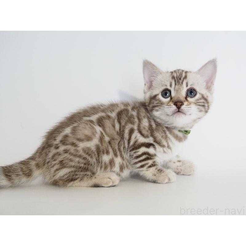 販売中の神奈川県のベンガル-135503の4枚目