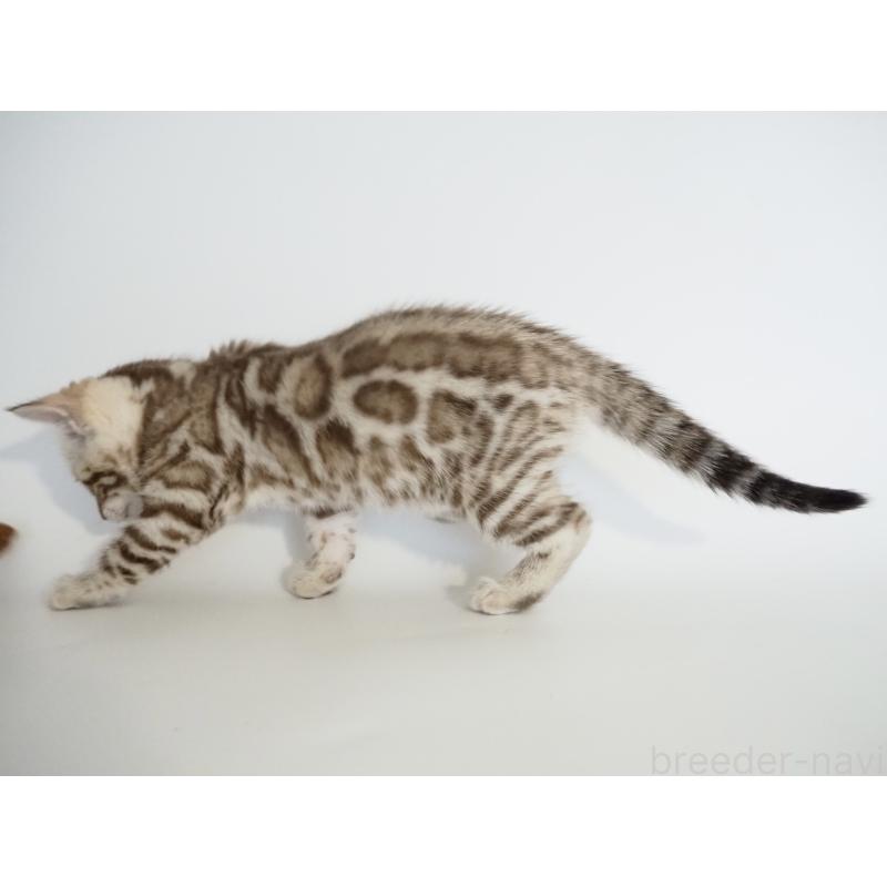 販売中の神奈川県のベンガル-135503の3枚目