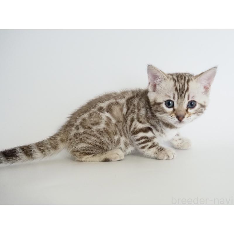 販売中の神奈川県のベンガル-135503の2枚目