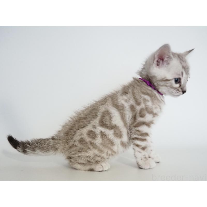 販売中の神奈川県のベンガル-135504の5枚目