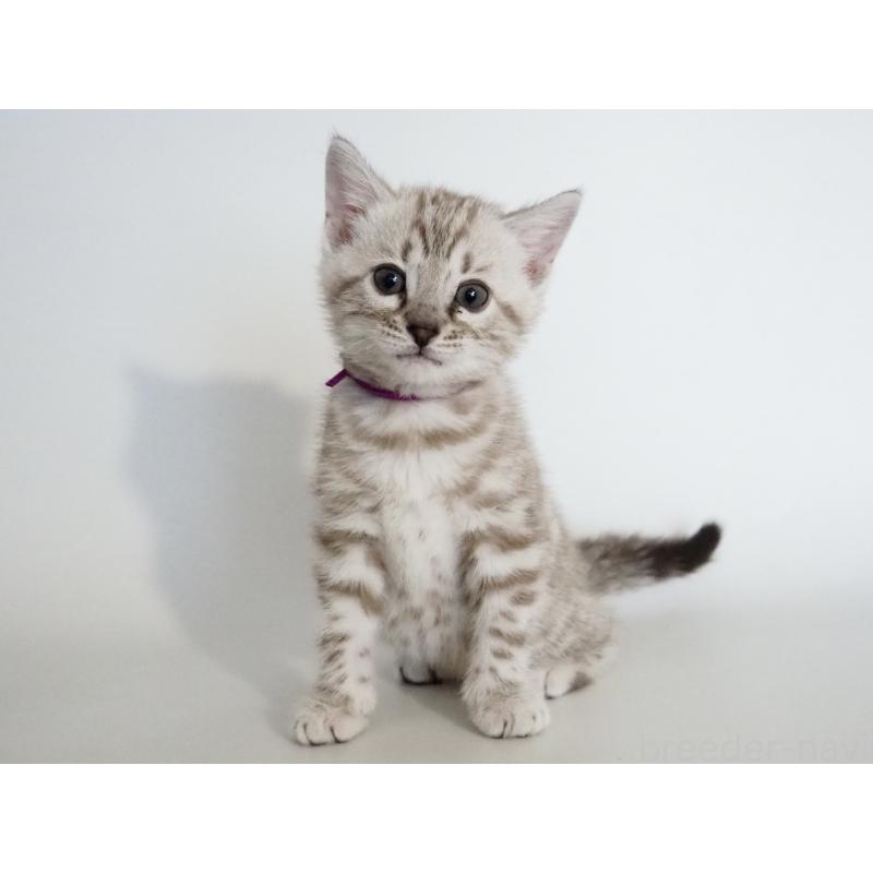 販売中の神奈川県のベンガル-135504の4枚目