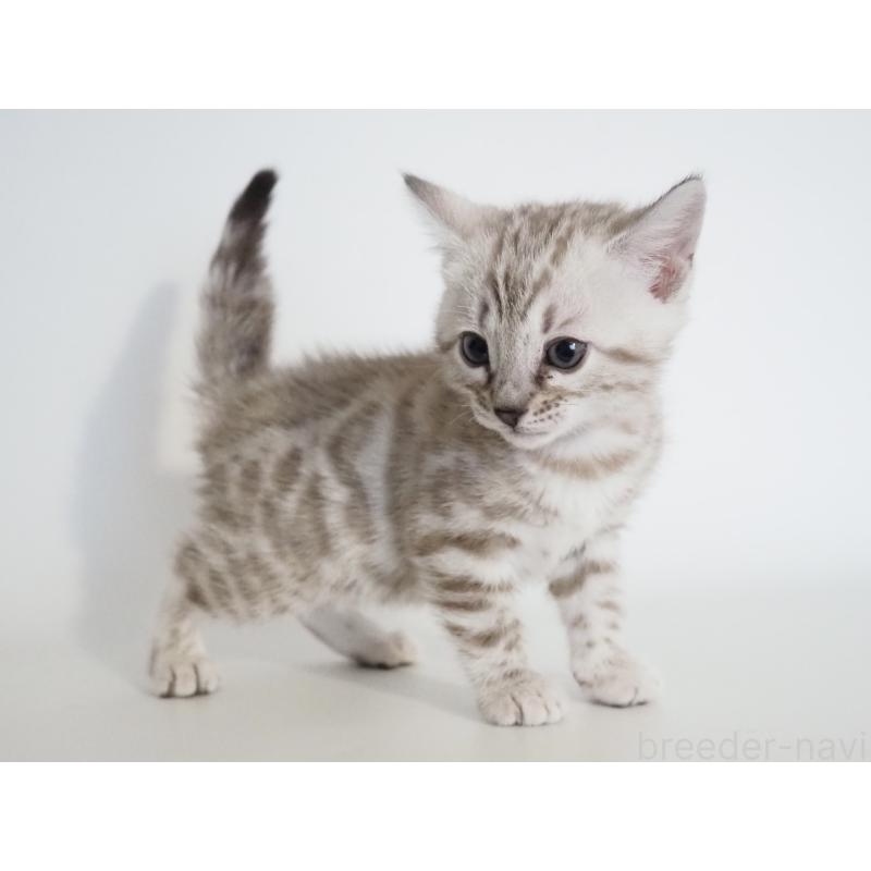 販売中の神奈川県のベンガル-135504の3枚目