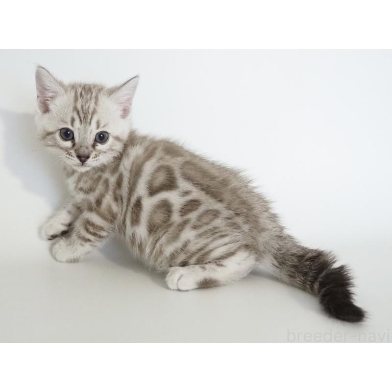 販売中の神奈川県のベンガル-135504の2枚目