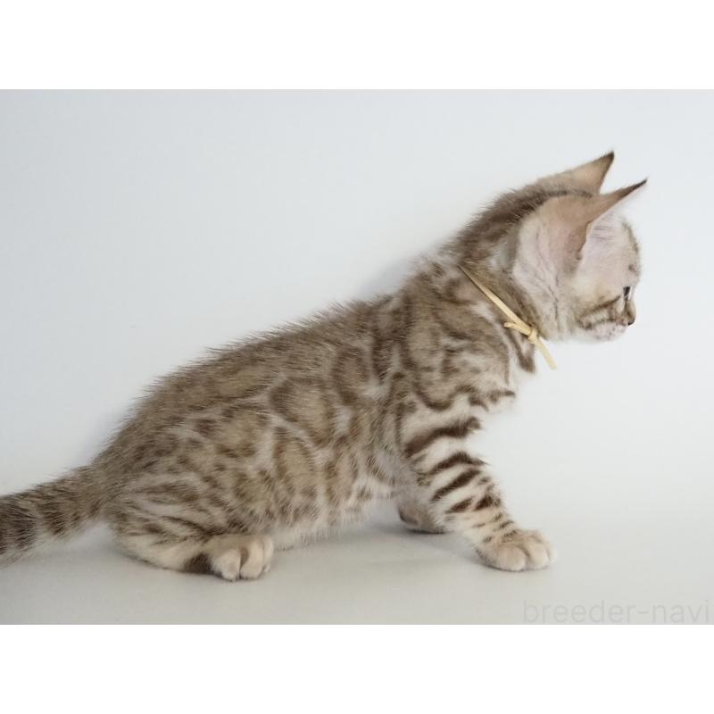 販売中の神奈川県のベンガル-135505の6枚目