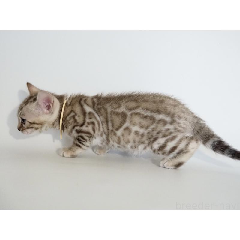 販売中の神奈川県のベンガル-135505の5枚目