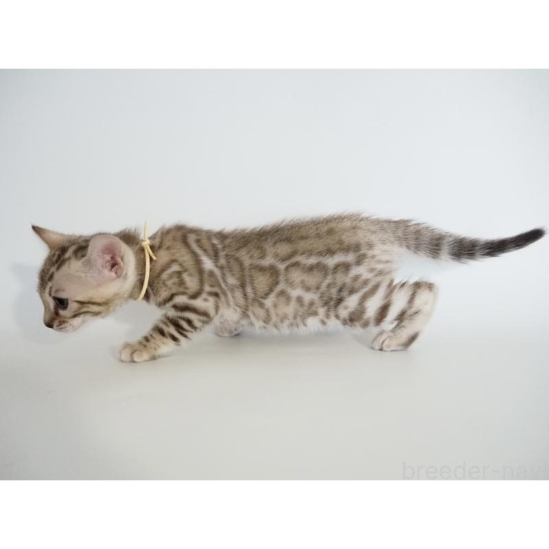 販売中の神奈川県のベンガル-135505の4枚目