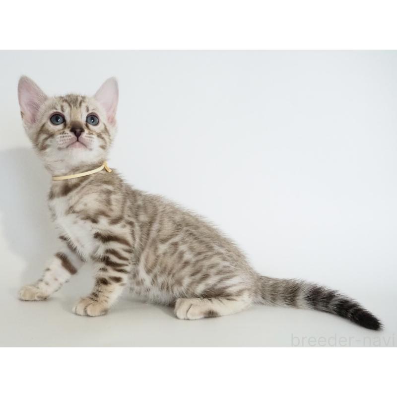 販売中の神奈川県のベンガル-135505の3枚目