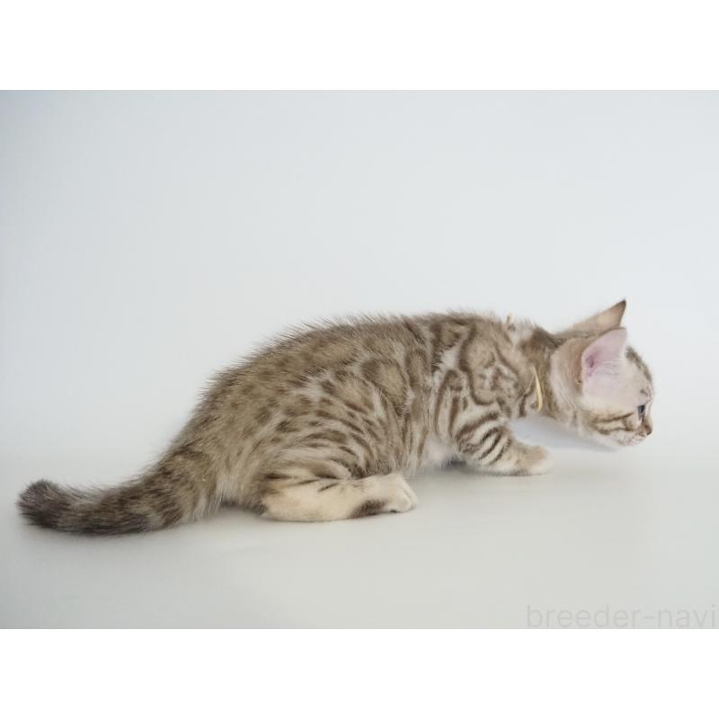 販売中の神奈川県のベンガル-135505の2枚目