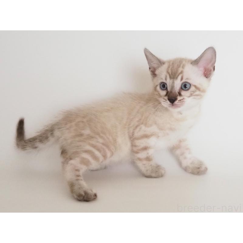 販売中の神奈川県のベンガル-135506の12枚目